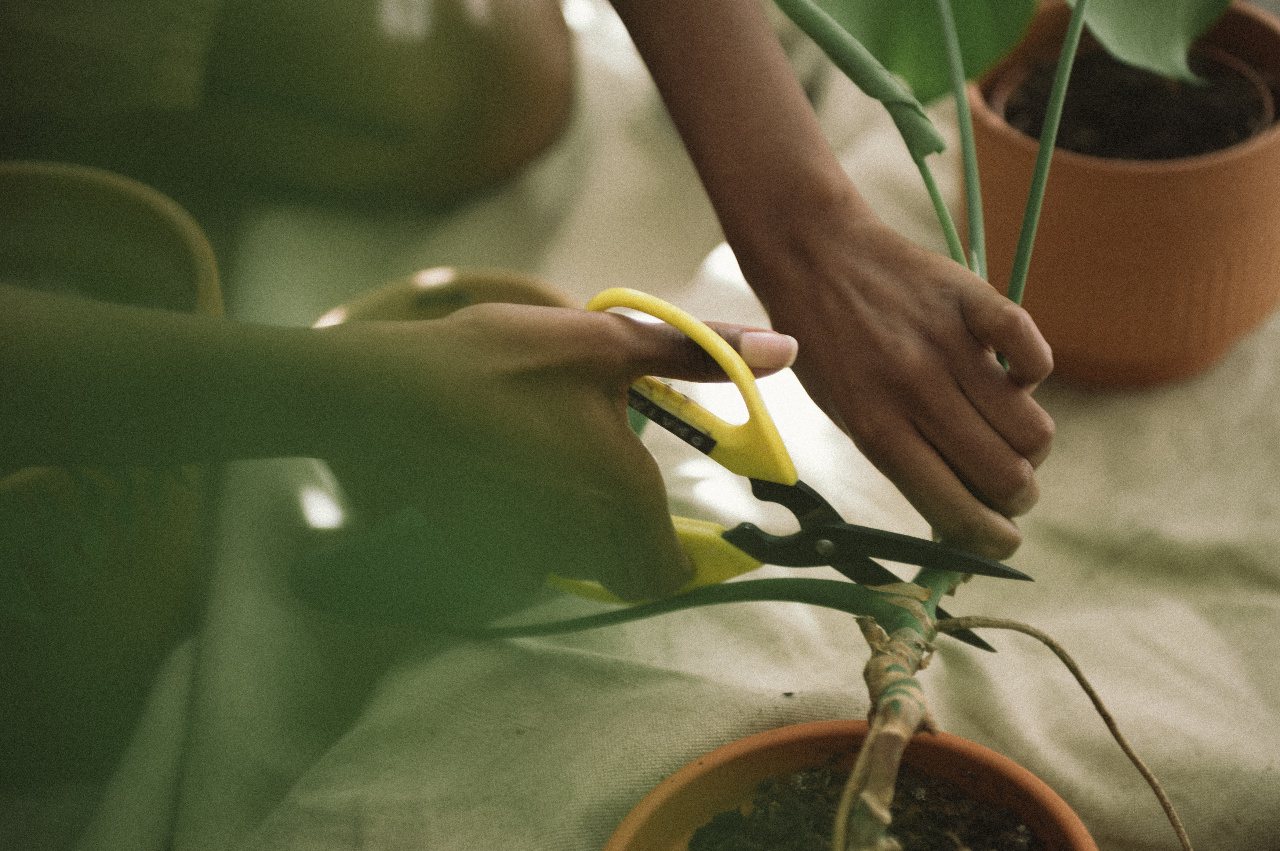 Two hands trim a plant stem with yellow-handled scissors above a terracotta pot of soil.