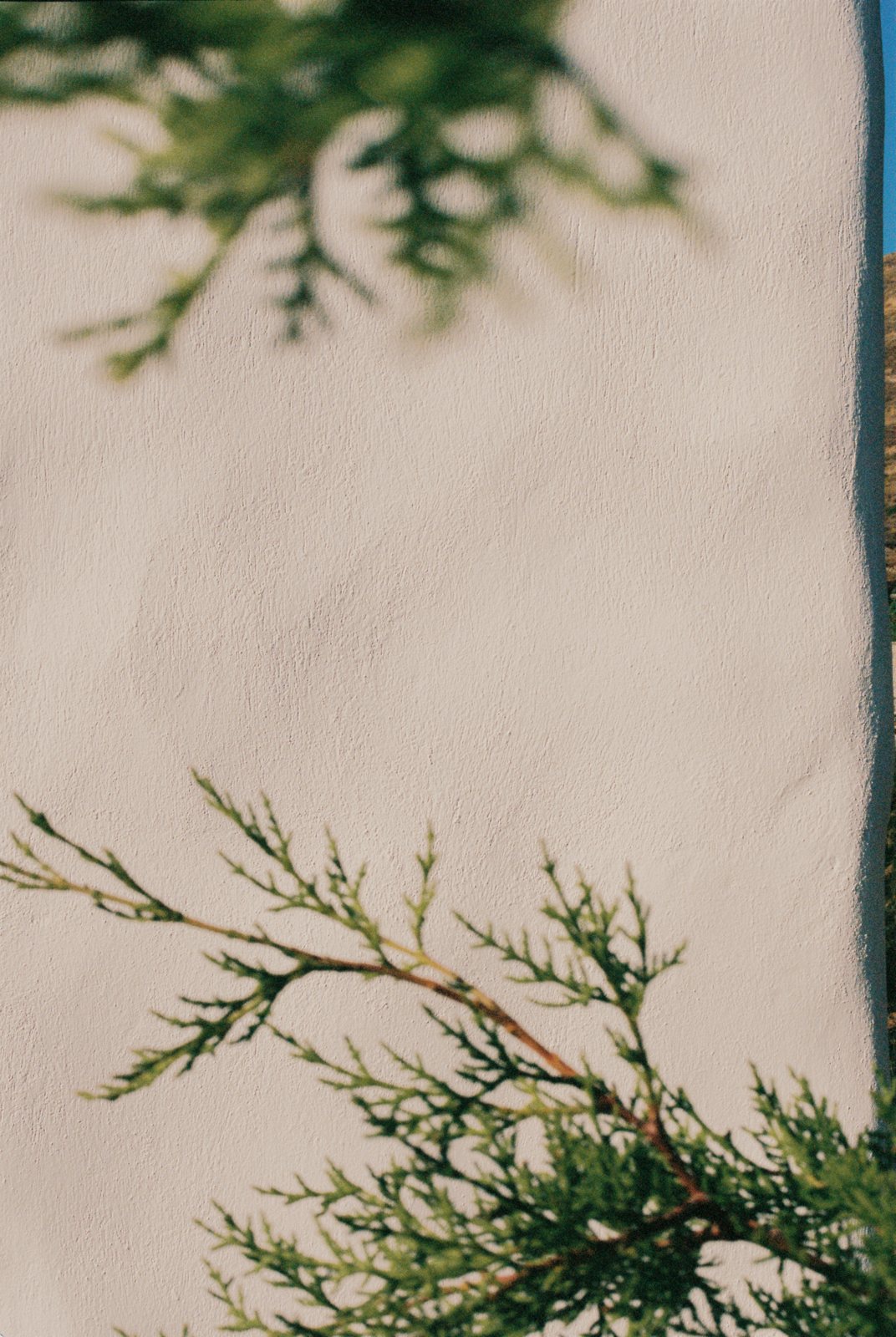 Sprigs of cypress reach across a plain white plaster wall, one in focus at the bottom and one blurred at the top.
