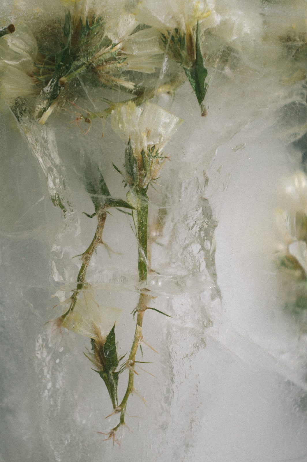 Pale flowers on thorny stems frozen inside clear ice.