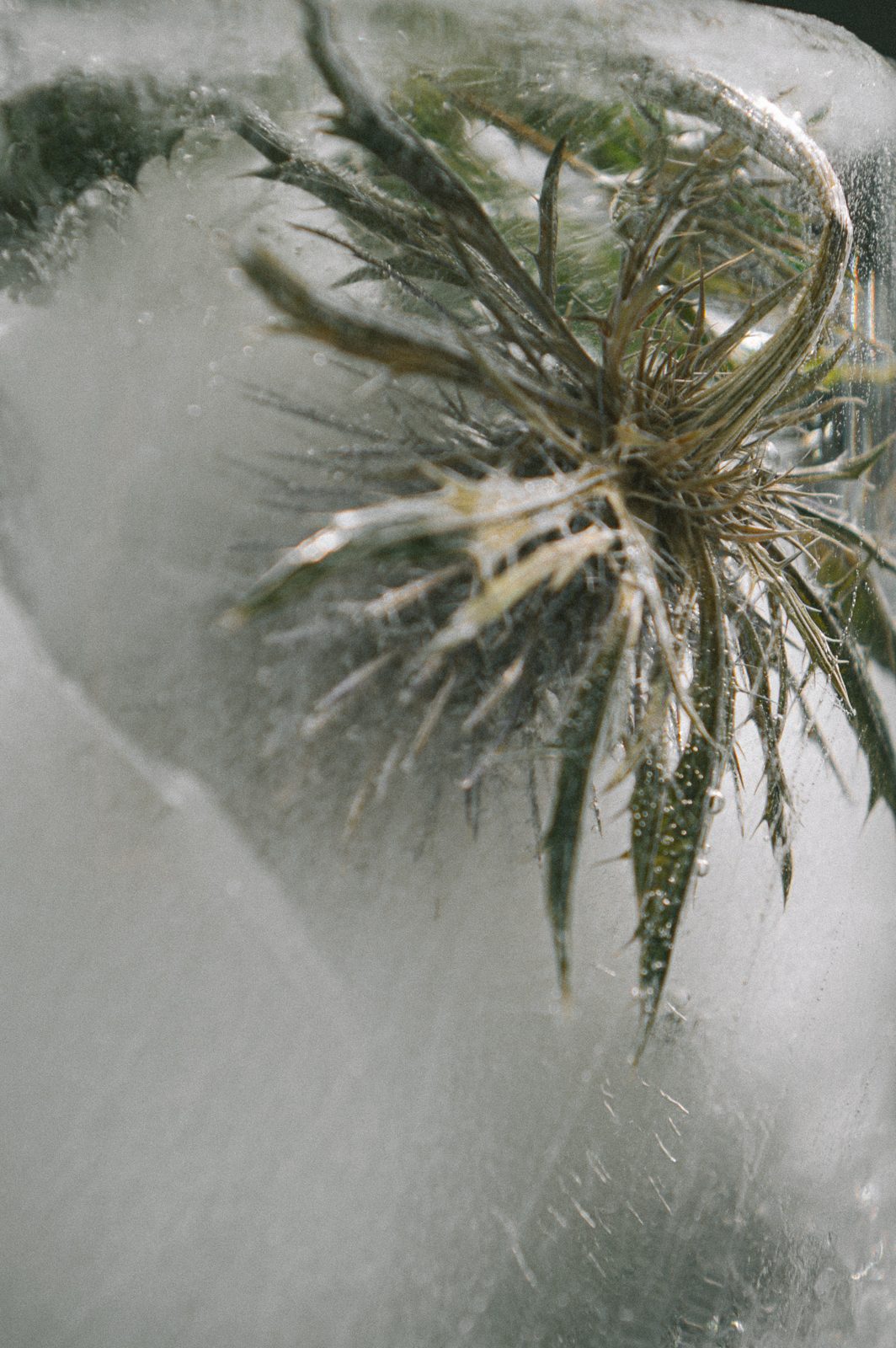 A thistle frozen in clear ice, seen from above, its spiked leaves spreading out from the centre.