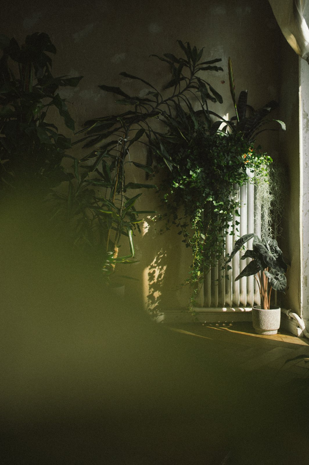 Houseplants crowd a corner of a room beside a white radiator, lit by low sunlight from a window.